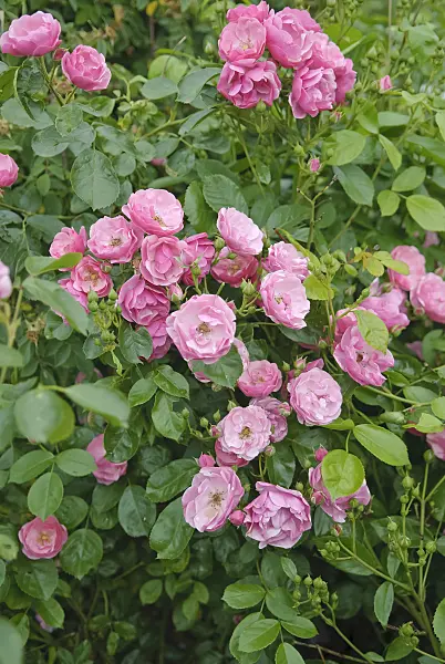 490144 - Shrub rose (Rosa Angela)