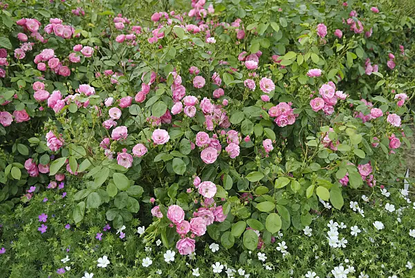 490146 - Shrub rose (Rosa Angela)