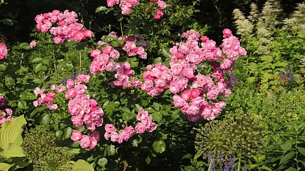 497211 - Shrub rose (Rosa Angela)