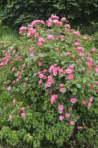 545128 - Shrub rose (Rosa Angela)