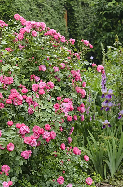 545129 - Shrub rose (Rosa Angela)