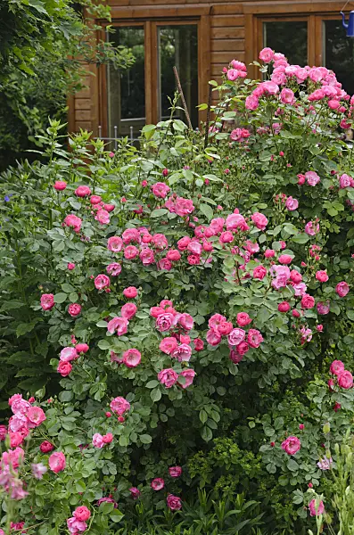 545142 - Shrub rose (Rosa Angela)