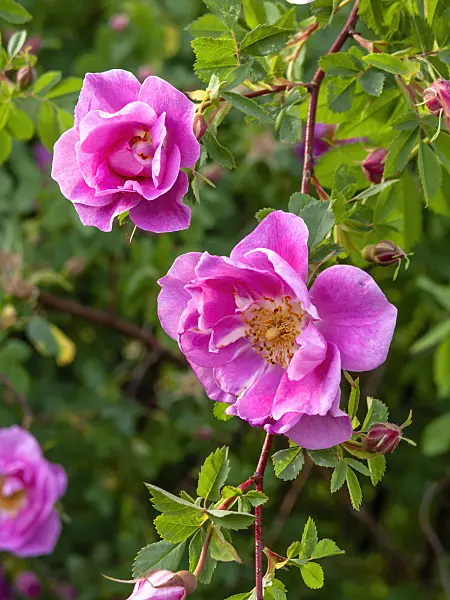 460166 - Shrub rose (Rosa Betty Bland)