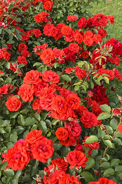 521371 - Shrub rose (Rosa Brillant Korsar)