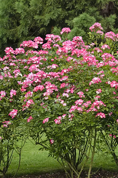 521376 - Shrub rose (Rosa Bukavu)