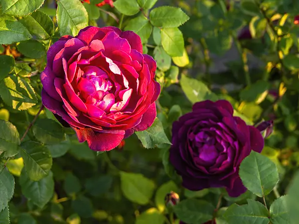 438232 - Shrub rose (Rosa Chianti)