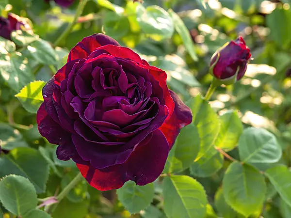 448093 - Shrub rose (Rosa Chianti)