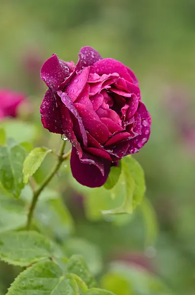 521018 - Shrub rose (Rosa Chianti)
