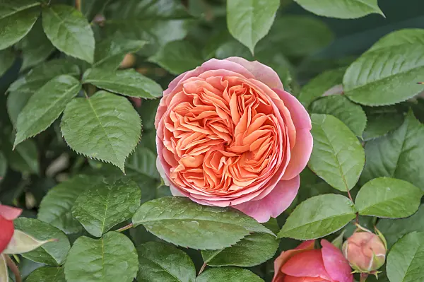 558239 - Shrub rose (Rosa Chippendale)