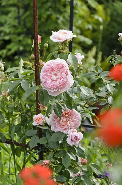 521092 - Shrub rose (Rosa Colette)