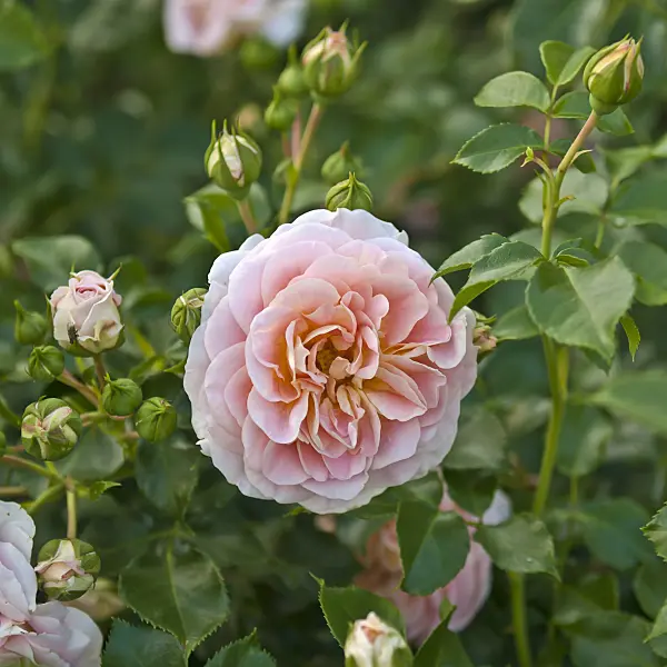 517410 - Shrub rose (Rosa Concerto)