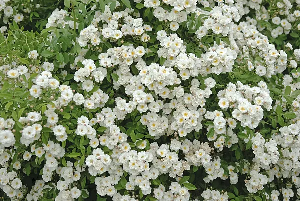 490149 - Shrub rose (Rosa Dentelle de Bruges)