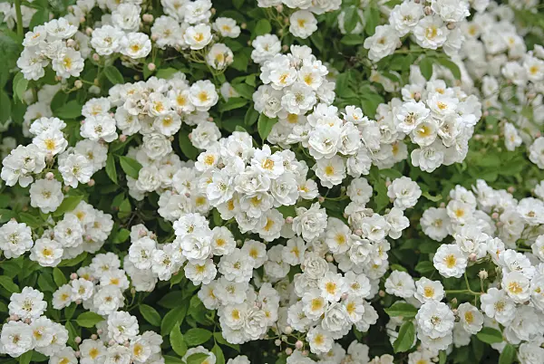 490150 - Shrub rose (Rosa Dentelle de Bruges)