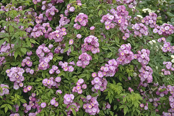 490151 - Shrub rose (Rosa Dentelle de Bruxelles syn. Rosa Lenkivi)