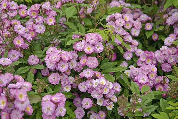 490152 - Shrub rose (Rosa Dentelle de Bruxelles syn. Rosa Lenkivi)
