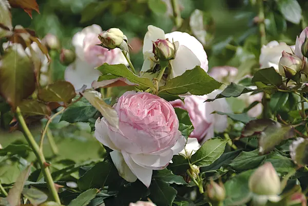 490164 - Shrub rose (Rosa Eden Rose)