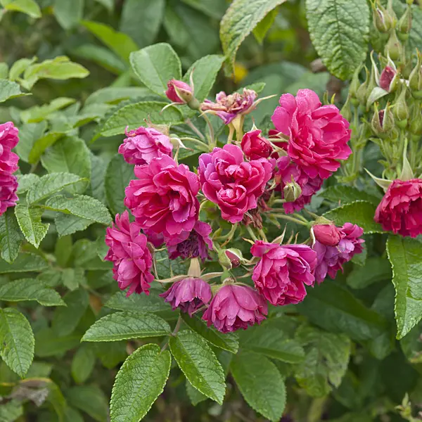 517411 - Shrub rose (Rosa F.J. Grootendorst)