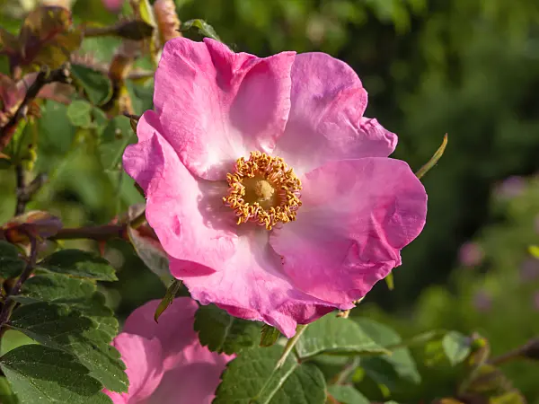 460168 - Shrub rose (Rosa Fenja)