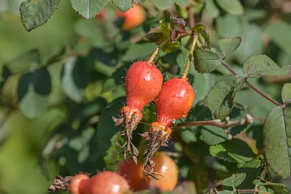 575319 - Shrub rose (Rosa Fenja)