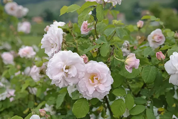490155 - Shrub rose (Rosa Fritz Nobis)