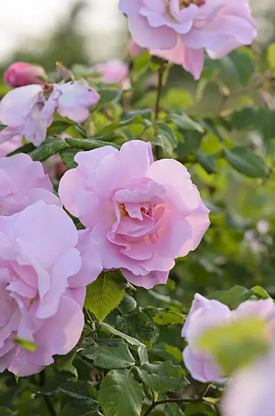 521055 - Shrub rose (Rosa Fritz Nobis)