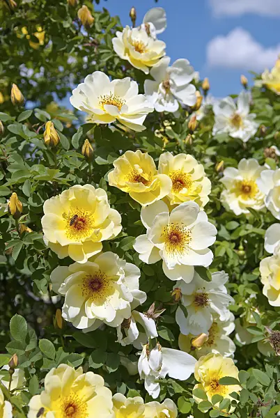 502412 - Shrub rose (Rosa Frühlingsgold)