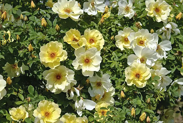 502413 - Shrub rose (Rosa Frühlingsgold)
