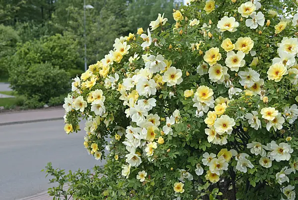 502414 - Shrub rose (Rosa Frühlingsgold)