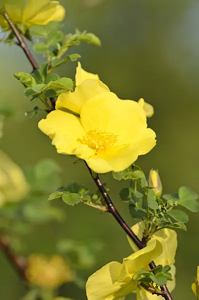 520196 - Shrub rose (Rosa Golden Chersonese)