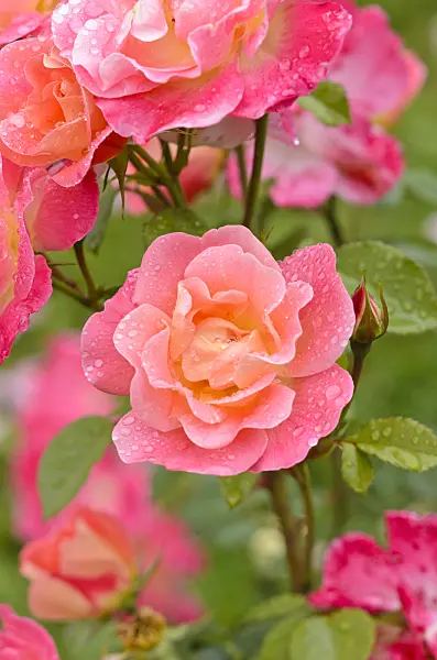 521481 - Shrub rose (Rosa Herzogin Friederike)