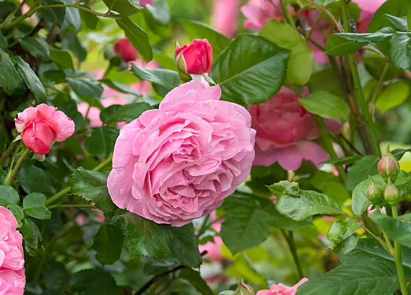 664400 - Shrub rose (Rosa Kölner Flora)