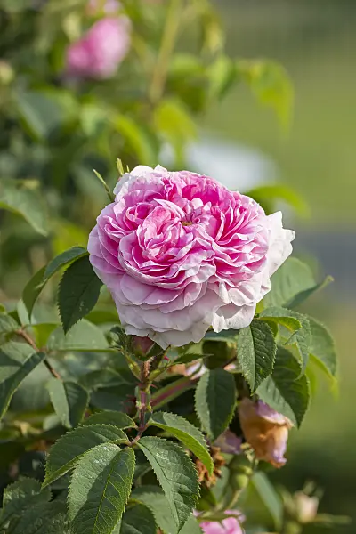 651489 - Shrub rose (Rosa Königin von Dänemark)
