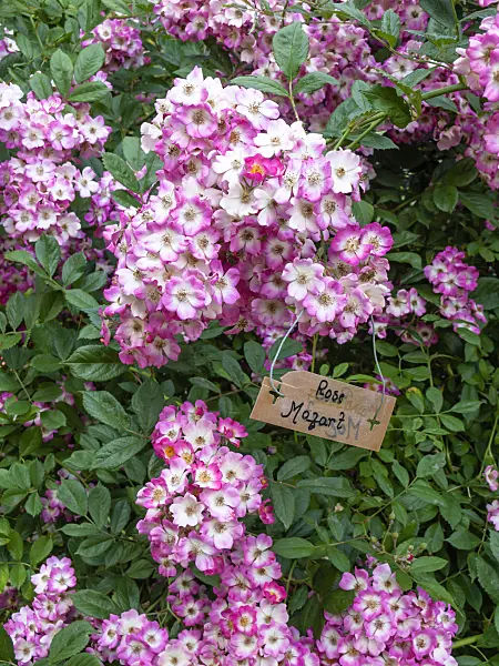 461100 - Shrub rose (Rosa Mozart)