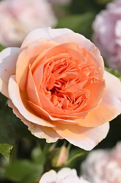 521360 - Shrub rose (Rosa Music Hall)