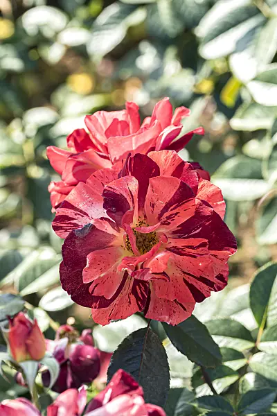 638317 - Shrub rose (Rosa Poseidon)