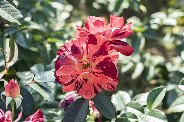 638318 - Shrub rose (Rosa Poseidon)