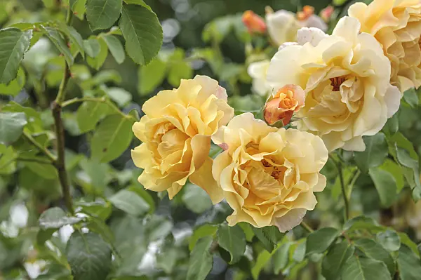 575321 - Shrub rose (Rosa Postillion)