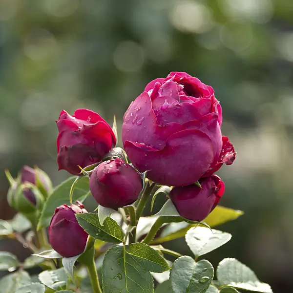517418 - Shrub rose (Rosa Red Eden Rose)