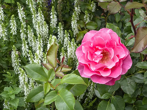 426198 - Shrub rose (Rosa Romanze) and woodland sage (Salvia nemorosa)