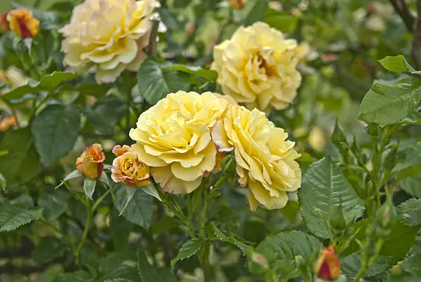 517419 - Shrub rose (Rosa Rugelda)