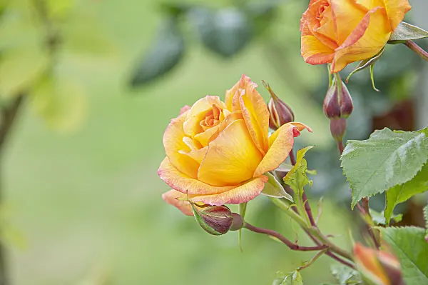 616340 - Shrub rose (Rosa Sahara)