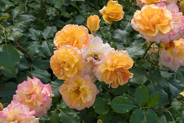 664406 - Shrub rose (Rosa Sahara)