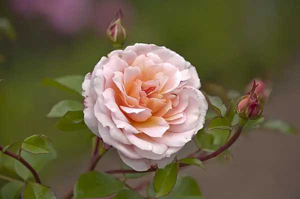 517420 - Shrub rose (Rosa Schloss Eutin)