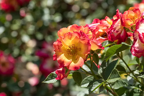 664407 - Shrub rose (Rosa Sommer of Love)