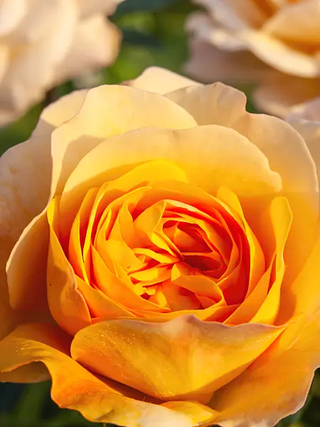 438265 - Shrub rose (Rosa Yellow Charles Austin)