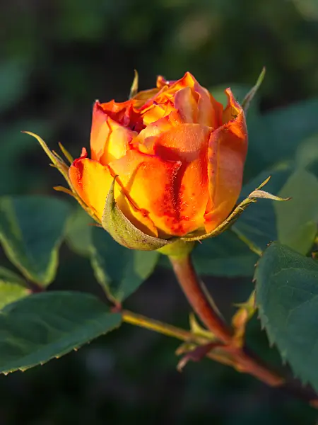 448080 - Shrub rose (Rosa Yellow Charles Austin)