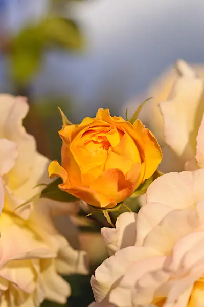 485148 - Shrub rose (Rosa Yellow Charles Austin)