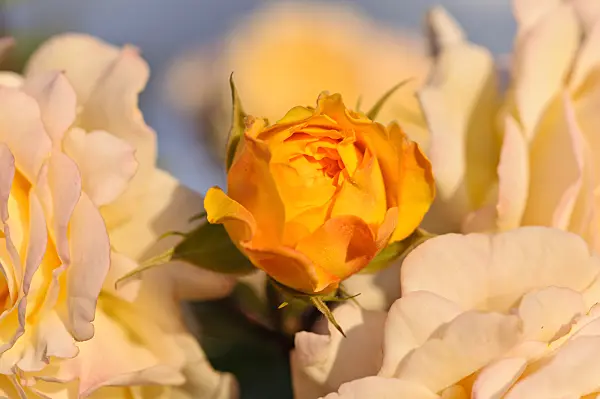 485149 - Shrub rose (Rosa Yellow Charles Austin)