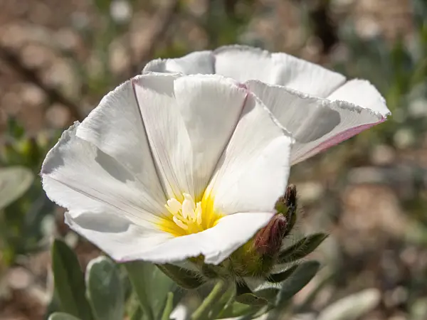 437245 - Shrubby bindweed (Convolvulus cneorum)