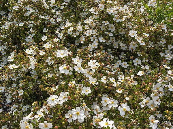 414030 - Shrubby cinquefoil (Potentilla fruticosa)